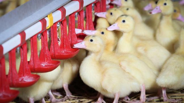 Het enige foie grasbedrijf van Vlaanderen is bereid te werken zonder dwangvoederen, merkt Lode Haest op, en kan zo een voorbeeldfunctie vervullen voor heel Europa.