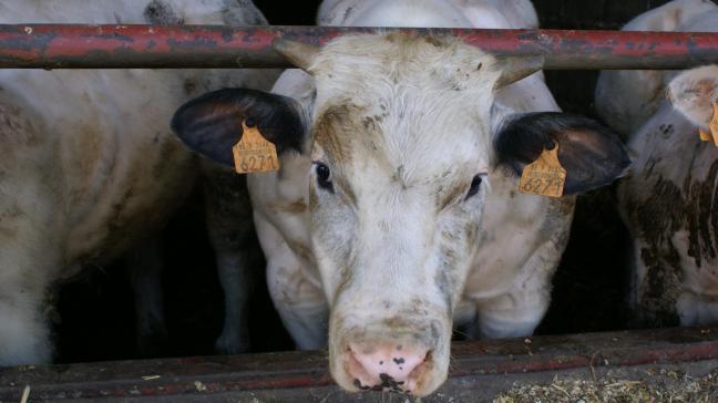 Het rundsvleesconflict tussen de EU en de VS speelt al 30 jaar.