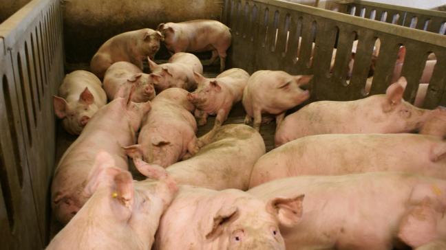 De varkensprijs ligt vooral zo hoog door de Afrikaanse varkenspest.