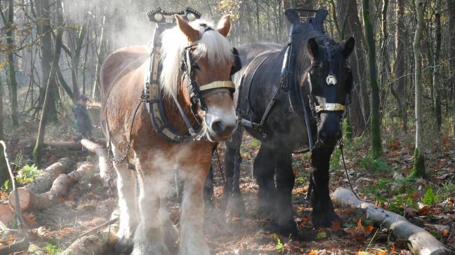 Trekpaarden aan het werk in de bossen van Westmalle.