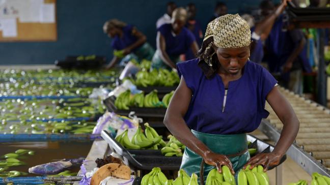 De voedselvoorziening in de Sahel-regio schiet tekort. Op de foto een Belgisch bananenbedrijf in Ivoorkust.