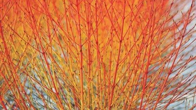 Cornus sanguinea 'Midwinter Fire'.