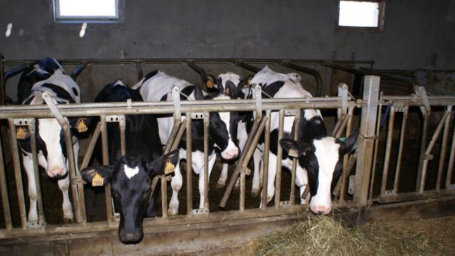 Dusauchoit klaagt zijn buurman aan, die onder meer kalveren houdt. Op de foto een willekeurige stal.