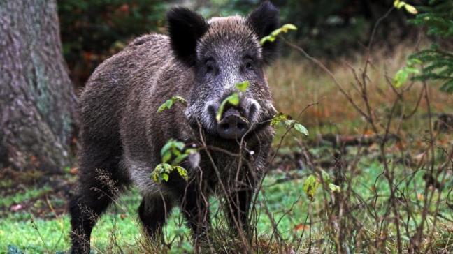 Het departement Natuur en Bos ziet verder toe op de vernietiging van everzwijnen.