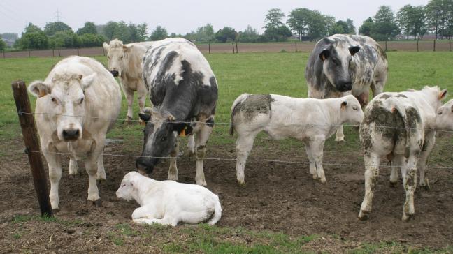 De landbouwers die een geldige deelnameverklaring hebben ingediend voor de premie voor de gespecialiseerde zoogkoeienhouderij, kregen een bijkomende betaling tot 95% van het premiebedrag voor de premiegerechtigde dieren die gekalfd hebben van 1 januari 2019 tot en met 31 augustus 2019.