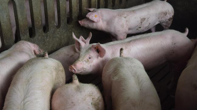 De Afrikaanse varkenspest heeft de Chinese varkensstapel zowat gehalveerd.