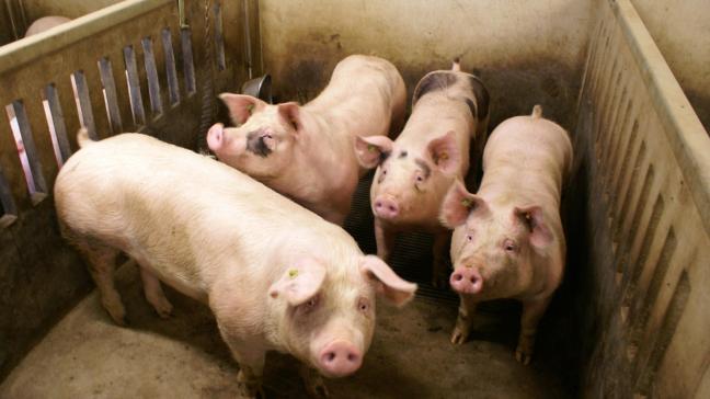 De EU blijft ook in 2020 top-exporteur van varkens.