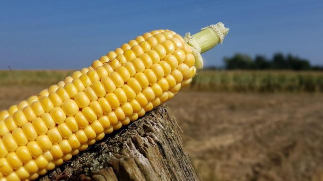 corn-2782400_1280