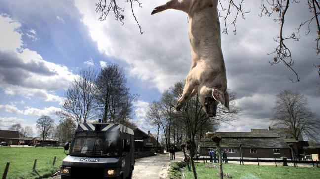 Protesterende boeren hingen soms dode dieren op aan bomen, om hun frustratie te uiten.