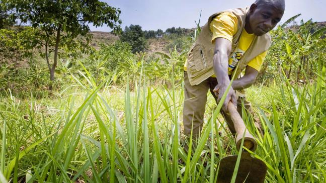 Rikolto helpt kleinschalig werkende boeren in ontwikkelingslanden.
