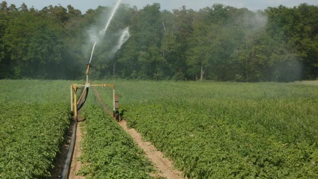 Door irrigatie verkleint de kans op extreme hitte.