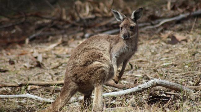 Volgens Gaia gebeurt de commerciële kangoeroejacht bijzonder wreed, en zetten de bosbranden in Australië een extra druk op het dierenbestand.