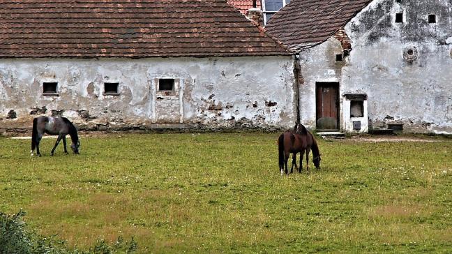 Oude hoeves worden na sloop op grote schaal omgetoverd tot woningen of zonevreemde bedrijven.
