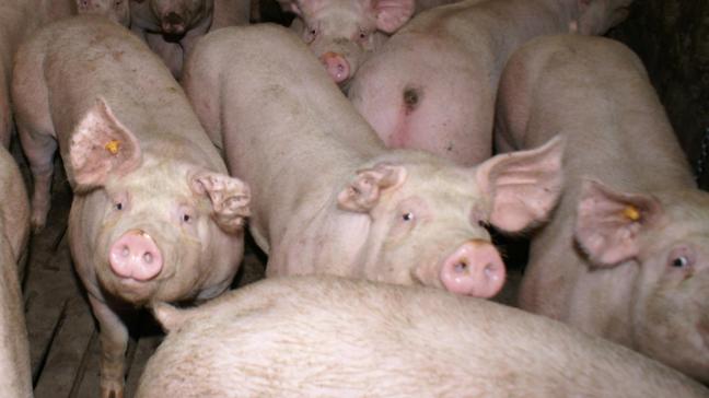 Binnen de 4 maanden krijgen de varkenshouders uitsluitsel over hun aanvraag.
