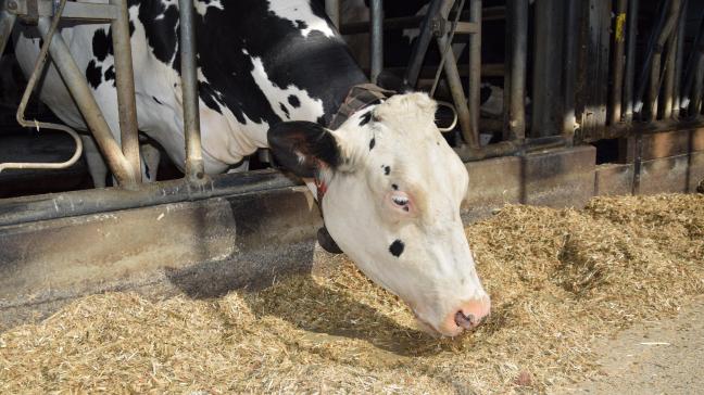 Een totale voederkost van 10 cent/l melk moet haalbaar zijn volgens Jan Bakker.