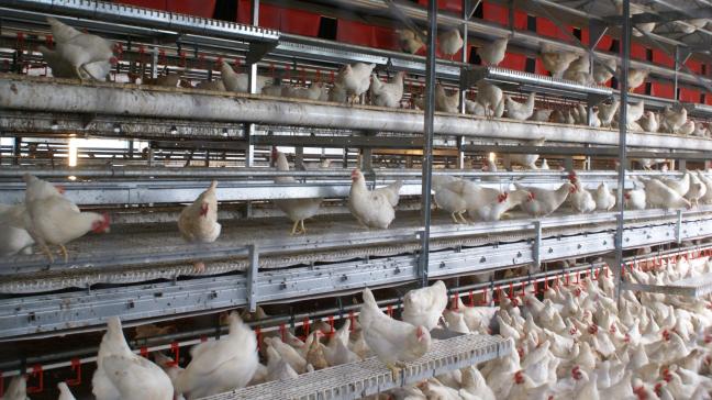 De FAVV acht het realistisch dat hoogpathogene vogelgriep van Oost- naar West-Europa komt.