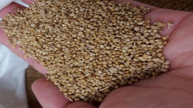 Om de uitrol in Vlaanderen verder te stimuleren, wordt bovendien onderzocht onder welke voorwaarden quinoa een rendabele teelt kan worden.