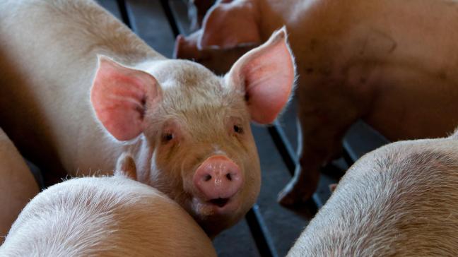 Uit een Europese studie in 9 landen blijkt dat het mogelijk is om het antibioticaverbruik in de varkenshouderij te verlagen.