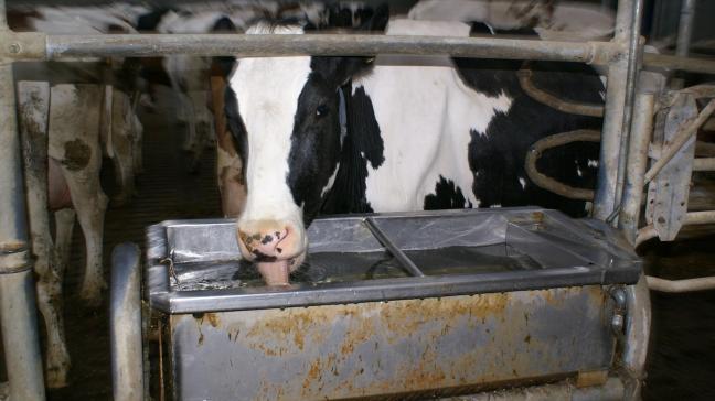 Een verklaring voor de stijging kan zijn dat melkveehouders speculeren op kabinetsplannen om de veestapel in te krimpen.
