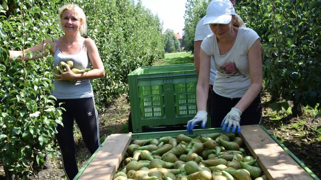 Minister Ducarme besliste de lopende steunmaatregelen voor de rundvee-, varkens- en fruitsector te verlengen in de eerste helft van 2020.