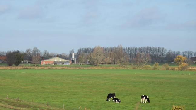 Januari kende voor de tijd van het jaar zeer milde temperaturen.