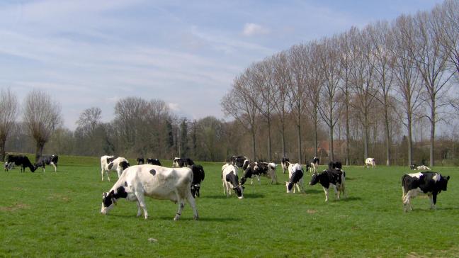 De veehouderij stoot wat de Nederlandse regering betreft teveel stikstof uit.