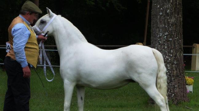Voortaan wordt het officiële Welsh Pony stamboek in België ‘Koninklijk Belgisch Welsh Pony & Cob Stamboek.’