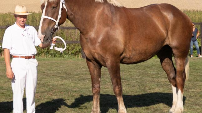 Sinds 1993 worden er in ons land terug Vlaamse Paarden gefokt en het stamboek houdt goed stand.
