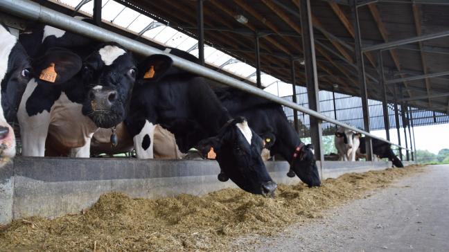 De tweede helft van 2020 laat zich moeilijk voorspellen, aldus Voorbergen, omdat de vraag is of boeren meer koeien gaan houden als de prijzen omhoog gaan.