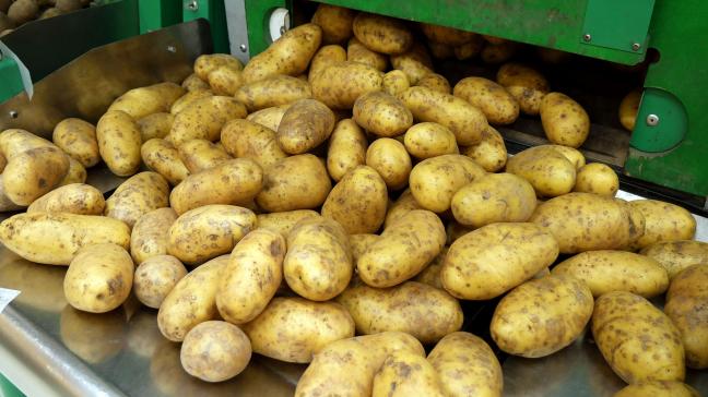 Potatoes_in_grocery_store
