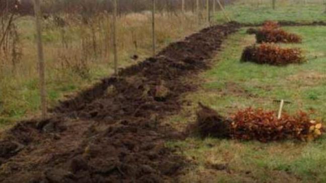 De Limburgse jagers zullen vandaag en morgen bijna 14.000 bomen en hagen van 19 inheemse soorten planten.