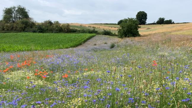 Landbouwers sluiten beheerovereenkomsten met de VLM om natuur, landschap en milieu te helpen.