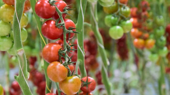 Bij tomaten veroorzaakt het virus heel gelijkaardige symptomen als het Pepinomozaïekvirus (PepMV), namelijk mozaïekvorming op jonge bladeren en gele vlekken op vruchten, waardoor die vruchten onverkoopbaar worden.