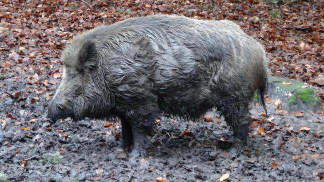 Inmiddels staat de teller in Polen op 282 aangetroffen en geïnfecteerde wilde zwijnen.