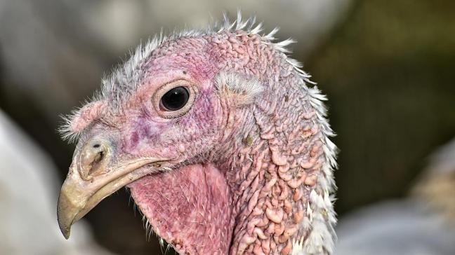 Dit is was de eerste 'turkey vigil' of kalkoenwake in België.