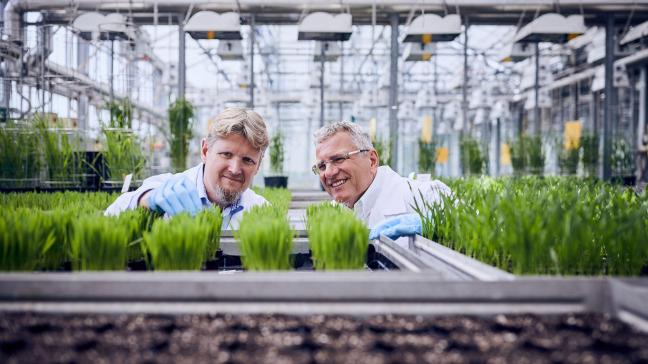 BASF investeert circa 11% van haar landbouwomzet in R&D. Op de foto een serre voor fungicide-onderzoek.