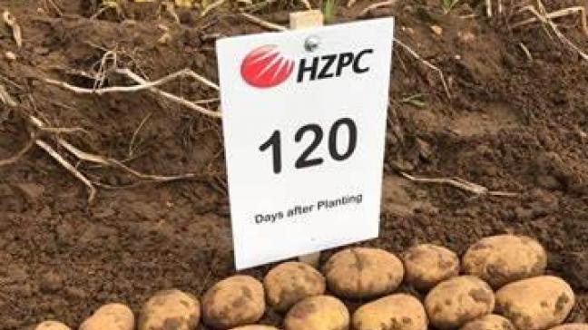 HZPC wil die aardappelen testen in veldproeven in de open lucht.
