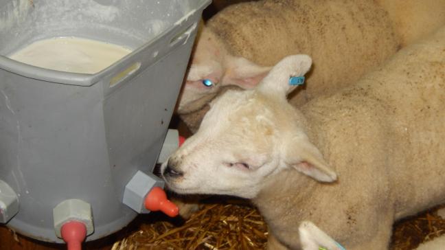Soms is er bij meerlingen onvoldoende melk of krijgen zwakke lammeren te weinig melk en moet er (tijdelijk) melk
bijgegeven worden.