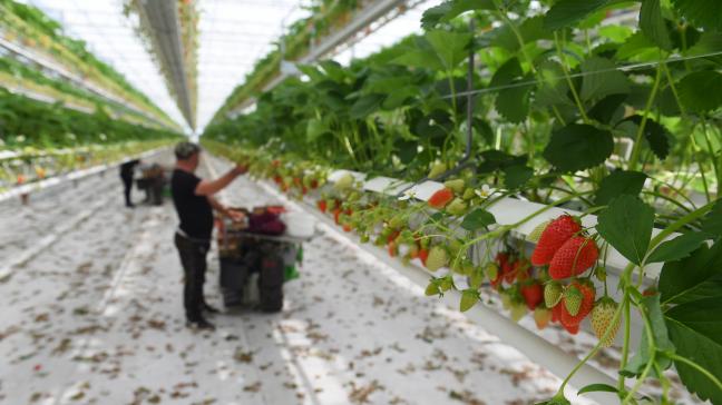 Het inreisverbod voor seizoensarbeiders in Duitsland zal de landbouwsector erg hard treffen. Vooral de fruit-, groente- en wijnboeren hebben dringend nood aan arbeidskrachten.