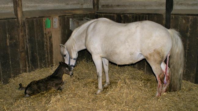 Er bestaan gelukkig mogelijkheden om de genetica van waardevolle paarden post-mortem te bewaren. Er is echter geen garantie op een veulen.