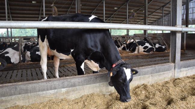Fugea wil collectieve actie om te voorkomen dat melkveehouders in de problemen komen.