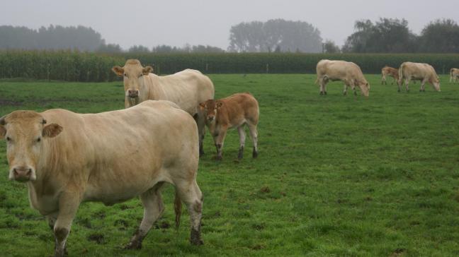 West-Vlaanderen kent van alle provincies de meeste landbouwproductie.