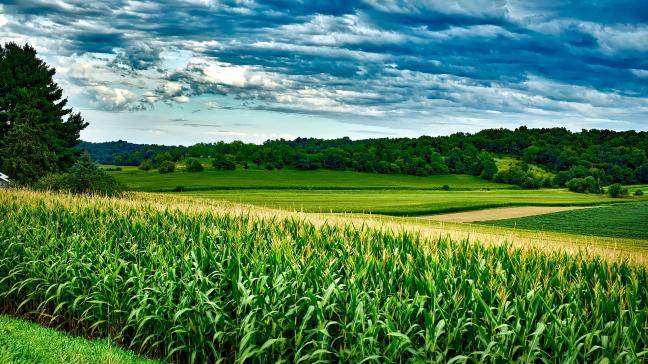 De evolutie van het areaal in Wallonië aangegeven door Vlaamse landbouwers is als volgt: van 8.108 ha in 2015 naar 8.578 ha in 2019.