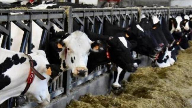 De noteringen van zuivelproducten blijven verder zakken. Dat is geen goed nieuws voor melkveehouders.