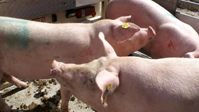 Er zijn vooralsnog geen signalen, aldus Top Agrar, dat er varkens van een van beide bedrijven nog verder zijn vervoerd.