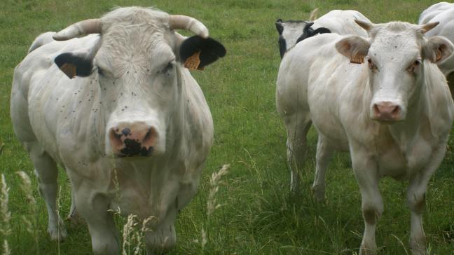 Vliegen kunnen kiemen overdragen en de gezondheid van het rundvee onder druk zetten.