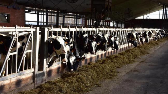 Het is bekend dat de zuivelprijzen bijzonder sterk onder druk staan. Maar ook prijzen van andere runderen zijn gevoelig gezakt.