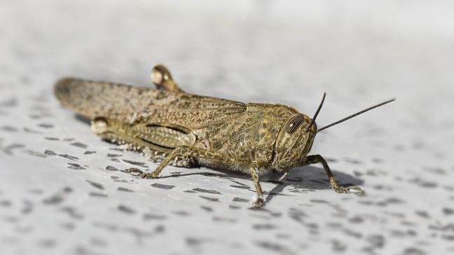 Een zwerm woestijnsprinkhanen, met de oppervlakte van een vierkante kilometer, kan op een dag tijd de hoeveelheid voedsel voor 35.000 mensen consumeren.