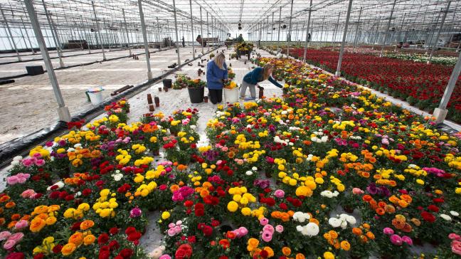 Vanwege de stilgevallen export en het sluiten van de meeste tuincentra, moesten planten- en bloemenkwekers grote volumes weggooien.