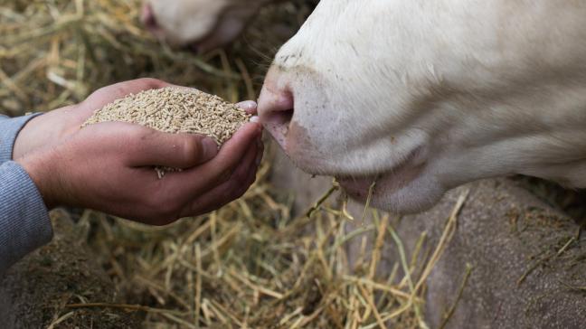 Op het niveau van de gehele landbouwsector gaan 70% van de voedselreststromen terug naar de bodem, 11% krijgt de bestemming voeder voor dieren (veevoeder).